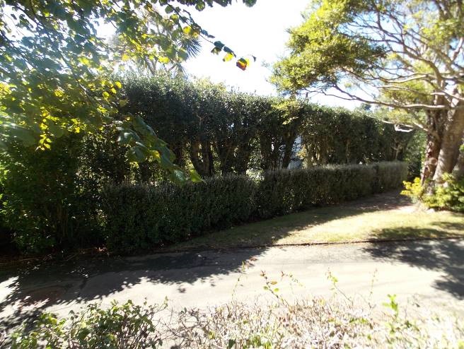 Holly hedge (Image: WCC, 2014)